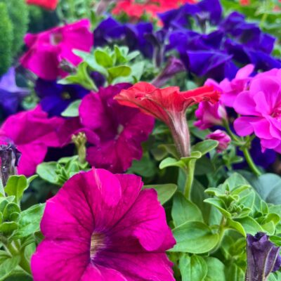 Petunia