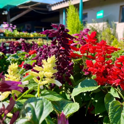 Salvia Vista