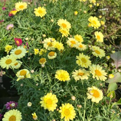 Argyranthemum ‘Lollies Buttermint’