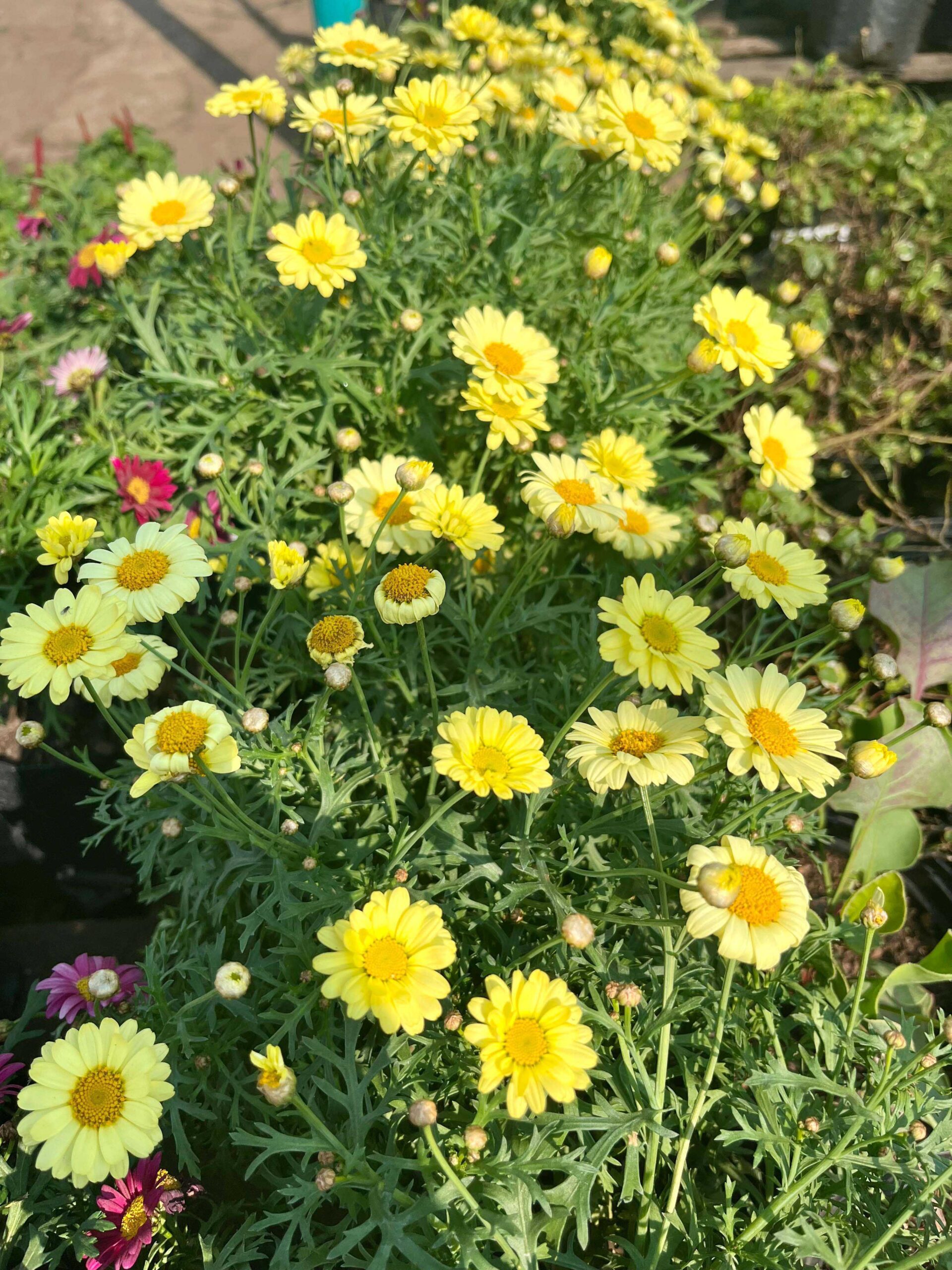 Argyranthemum ‘Lollies Buttermint’