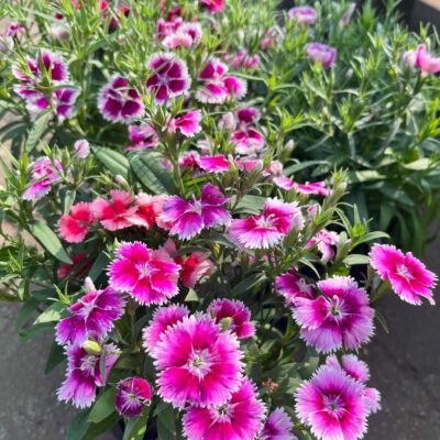 Dianthus Chiba