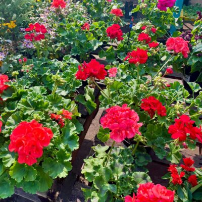 Pelargonium Zonale
