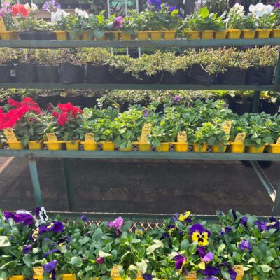 Seedlings
