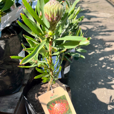 Pincushion Protea