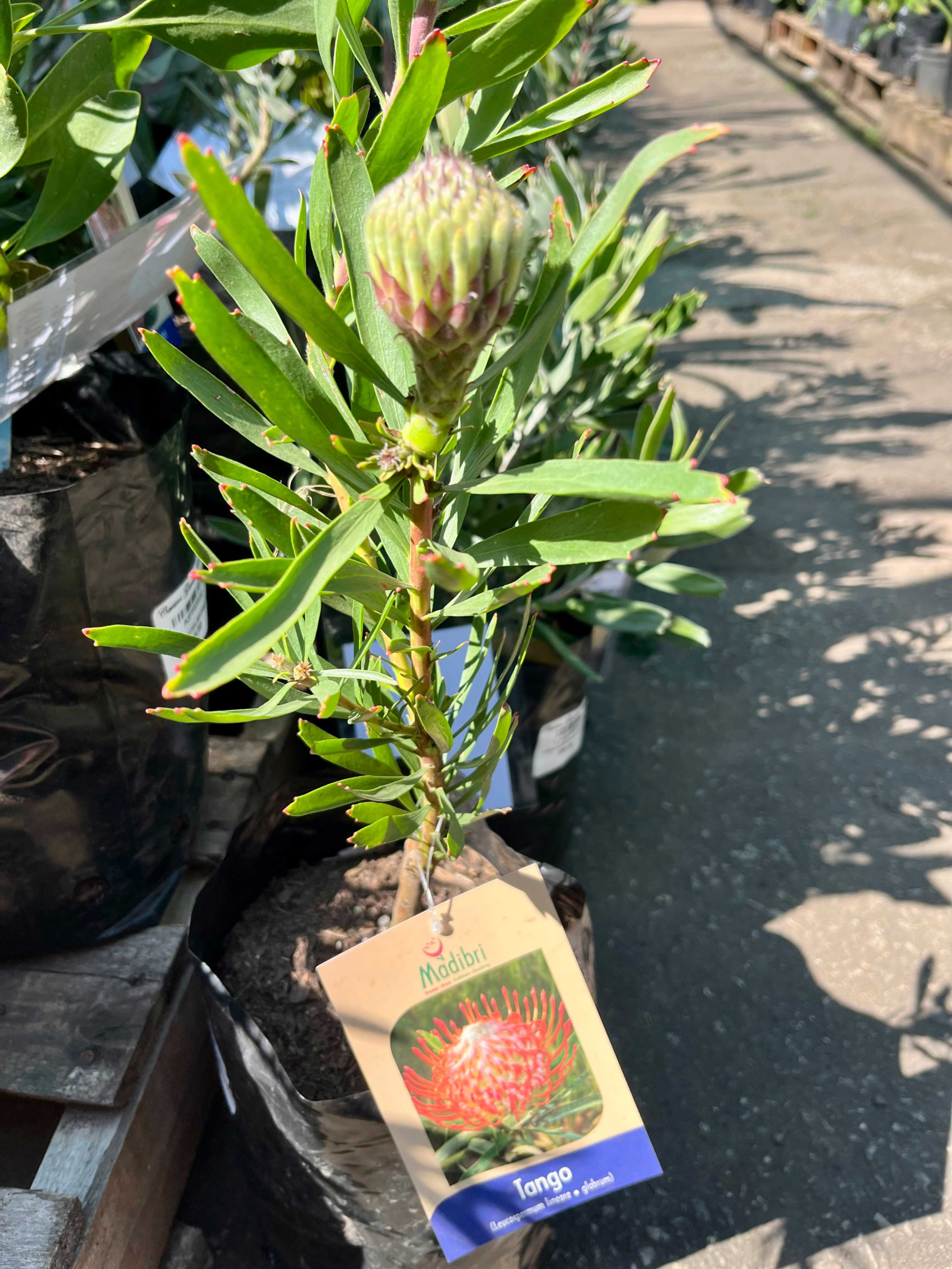 Pincushion Protea